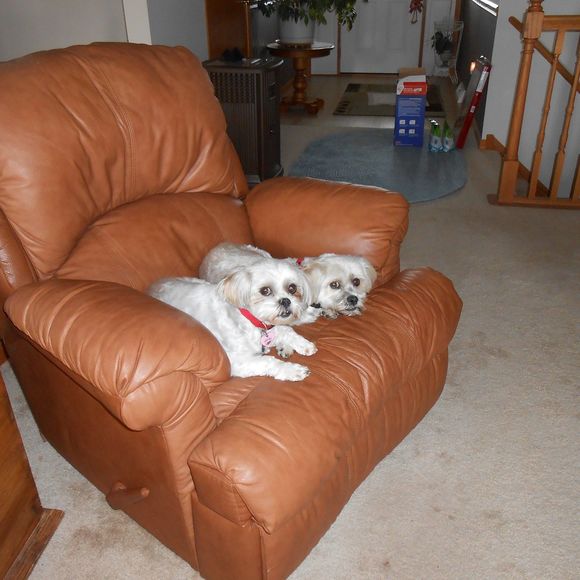 Meet your Posher, Sherry - Picture 1 of 1